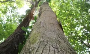 Khu rừng được dân làng xem như báu vật Khu rừng được dân làng xem như báu vật